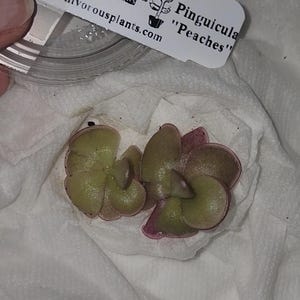 Pinguicula 