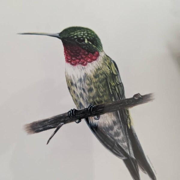 Ruby Throated Hummingbird - Colored Pencil Drawing - Art Print - Etsy