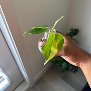 Nneka added a photo of their purchase