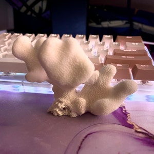 Shell Bits & Pieces Shards Beach Sand Tiny Little Shells for - Etsy