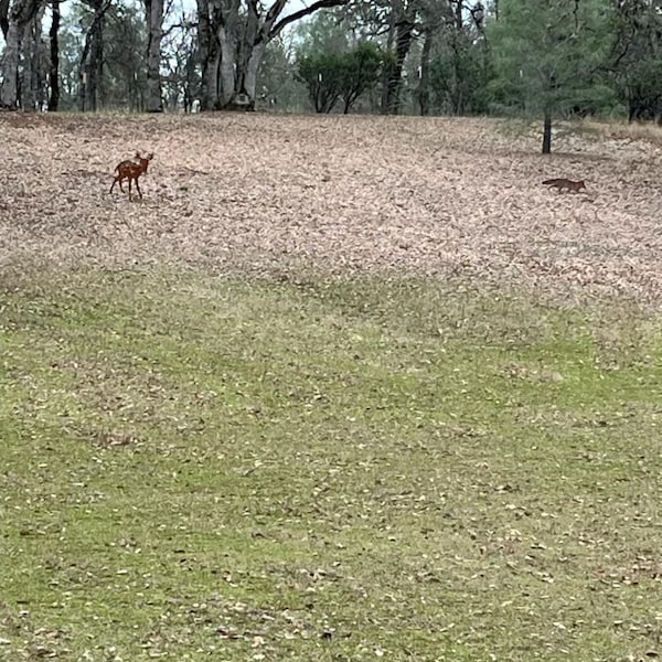 Rustic Metal Standing Rabbit Yard Art With Stake- Steel Bunnies- Metal ...