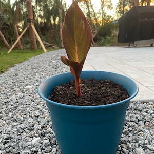 Danika ha añadido una foto de su compra