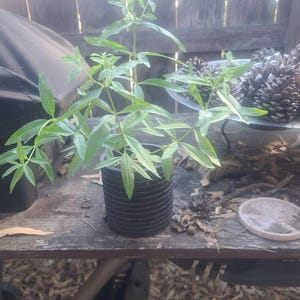 Lore ha añadido una foto de su compra