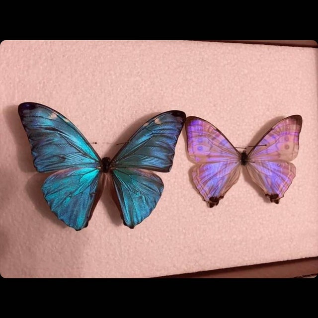 Morpho didius blue butterfly Peru - Etsy 日本