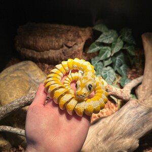 Ashlyn adicionaram uma foto da sua compra