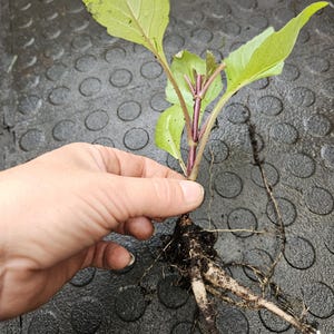 Kelly ha añadido una foto de su compra