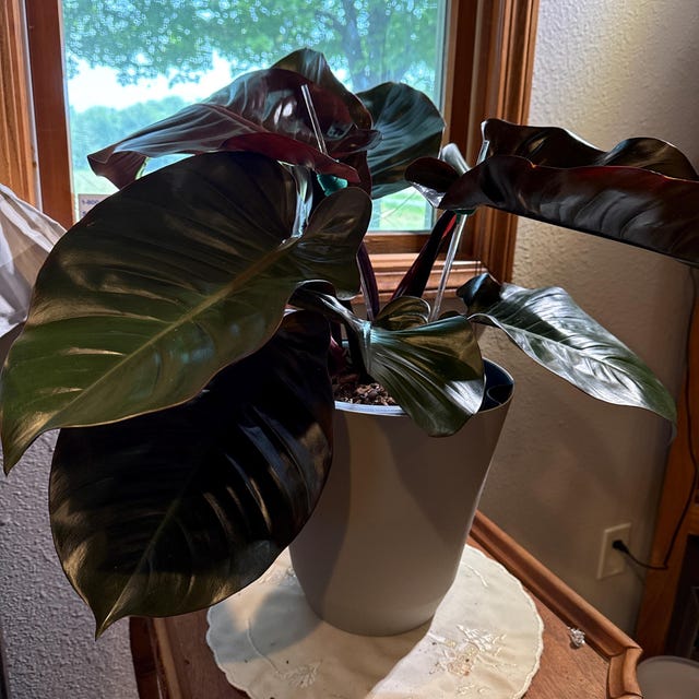 tropical palm plant Tropical Palms | Plant Bundle | 3 X PLANTS
