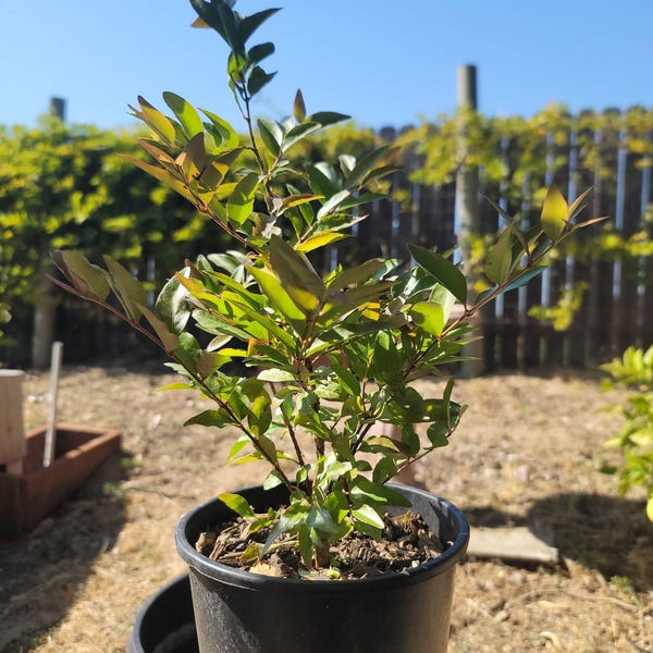 1gal Guayabillo / Arrayan Fruit Plant - Etsy