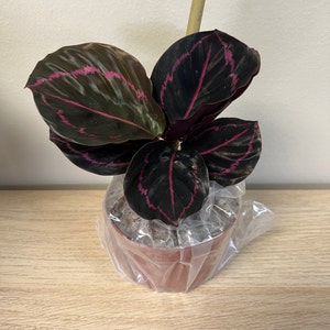 Megan ha aggiunto una foto del proprio acquisto