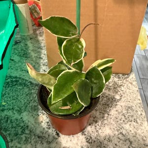 Christina added a photo of their purchase