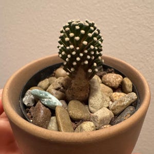 han added a photo of their purchase