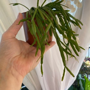 elisa added a photo of their purchase