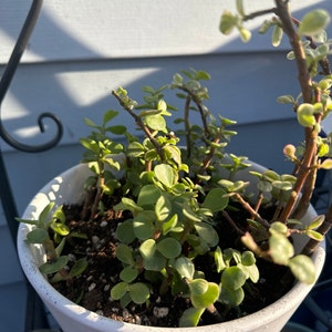 Mariajose added a photo of their purchase