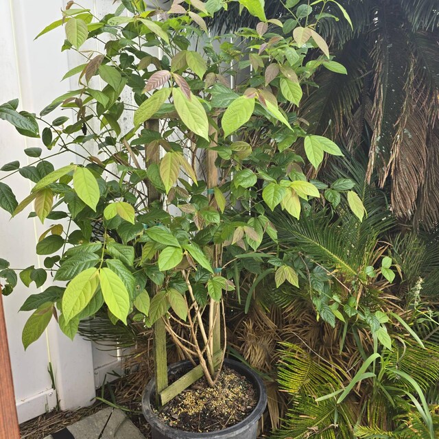 Rangoon Creeper Plant - Single Layer in 5 Gallon Pot (trellis