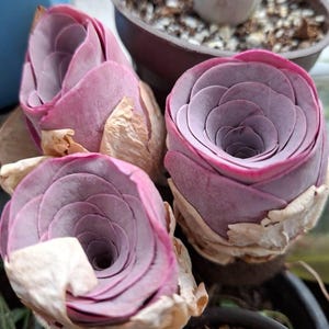 Claudia hat ein Foto des gekauften Artikels hinzugefügt