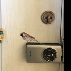 Schildkröte Illustration Zeichnung Schildkröte Schildkröte | Etsy