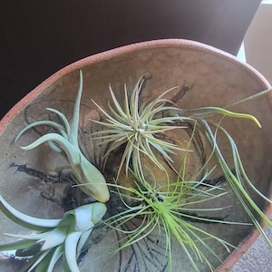 Emily added a photo of their purchase