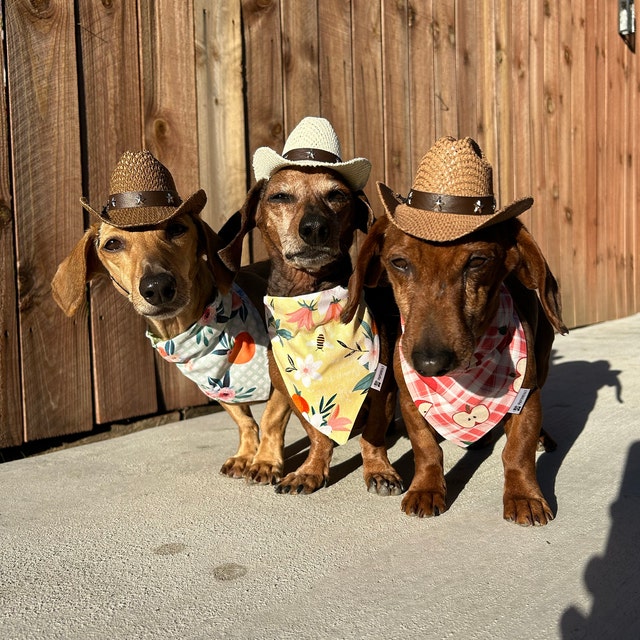Vans sale dog hat