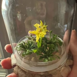 ThePurpleLilies hat ein Foto des gekauften Artikels hinzugefügt