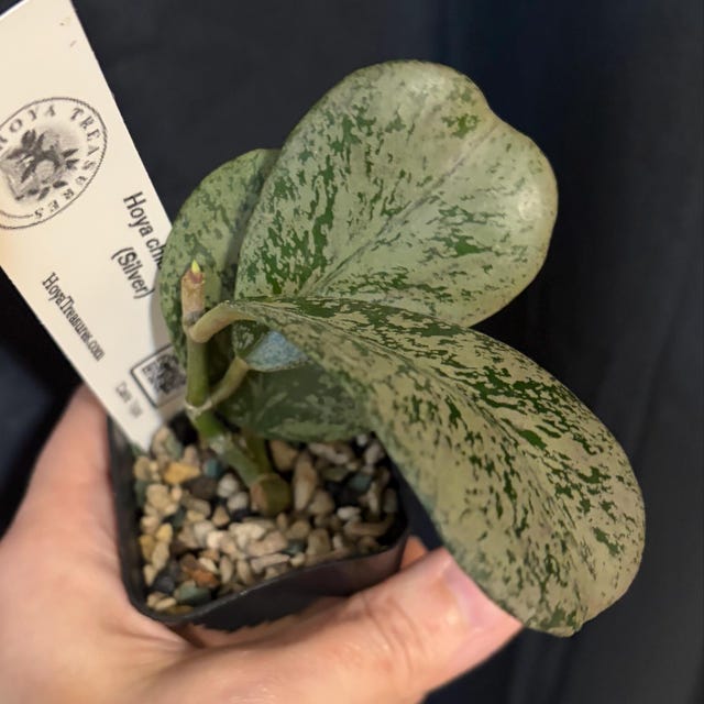 Hoya chiang dao (Silver) Rooted Cutting | Hoya Treasures Hoya chiang dao (Silver) Rooted Cutting | Hoya Treasures
