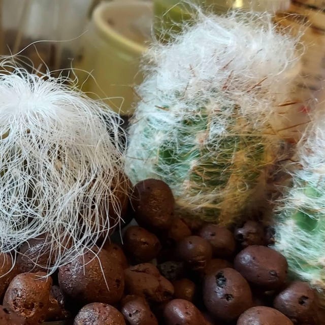 Oreocereus Trollii, Cephalocereus Senilis, Old Man of the Andes
