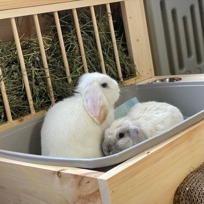 Large W/ Side Bowls Hop Box: Rabbit Bunny Hay Feeder and Litter Pan ...