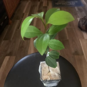 Dana added a photo of their purchase