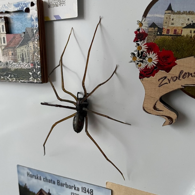 Aimant Frigo Araignée Réaliste – 10 X 5,5 Cm – Déco Halloween Ou Farce – Plastique Et Aimant Fort