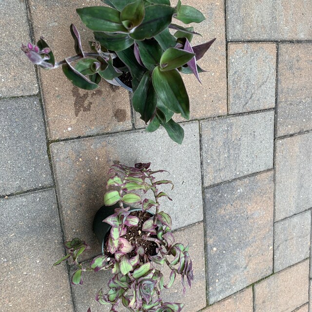 Redillas Dragon Tail Callisia Soconuscensis 4” Pot Tradescantia