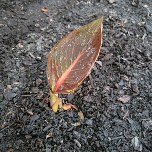 Cuenta inactiva ha añadido una foto de su compra