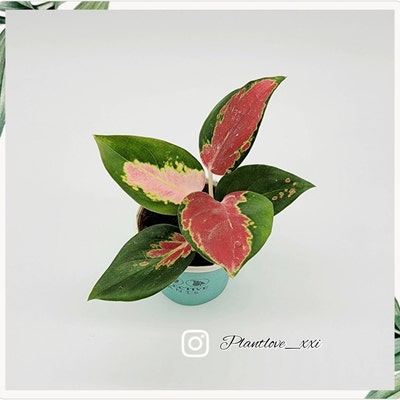 Aglaonema Red King : Indoor Plants Easy Care Houseplant Starter Plant ...