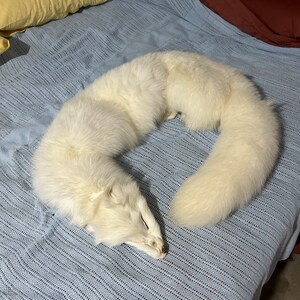 白いホッキョクギツネの毛皮 - Etsy 日本