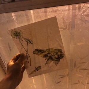 植物プリント - 「自然コレクション、池」と題された絵画 水彩画