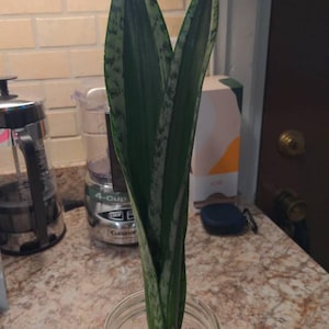 Cherlyn added a photo of their purchase