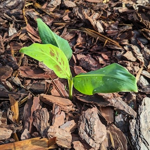 Blue Java Banana Tree Ice Cream Banana Plant Starter Fruit Tree Live ...