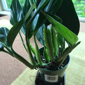 outdoor snake plants Outdoor/ Indoor Artificial Snake Plant main image 1