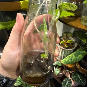 Allison ha añadido una foto de su compra