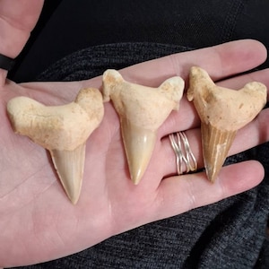 Punky added a photo of their purchase