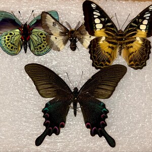 アジアの〜papillon〜 Rare to Find Papilio Esperanza, the Hope Kite Butterfly