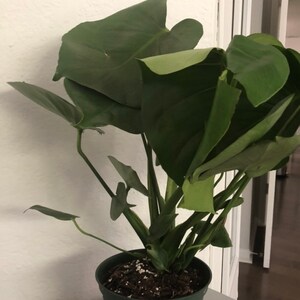 Huyen added a photo of their purchase