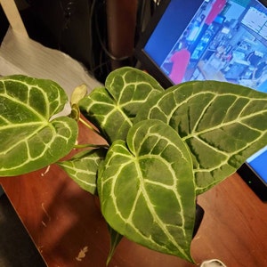 Michelle added a photo of their purchase