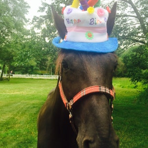 Birthday Hat for Horse or Pony with Candles Soft Equine | Etsy