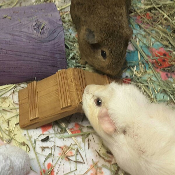 Guinea Pig Hay Feeder, Hay Rack Wooden, Made by Asaswood - Etsy