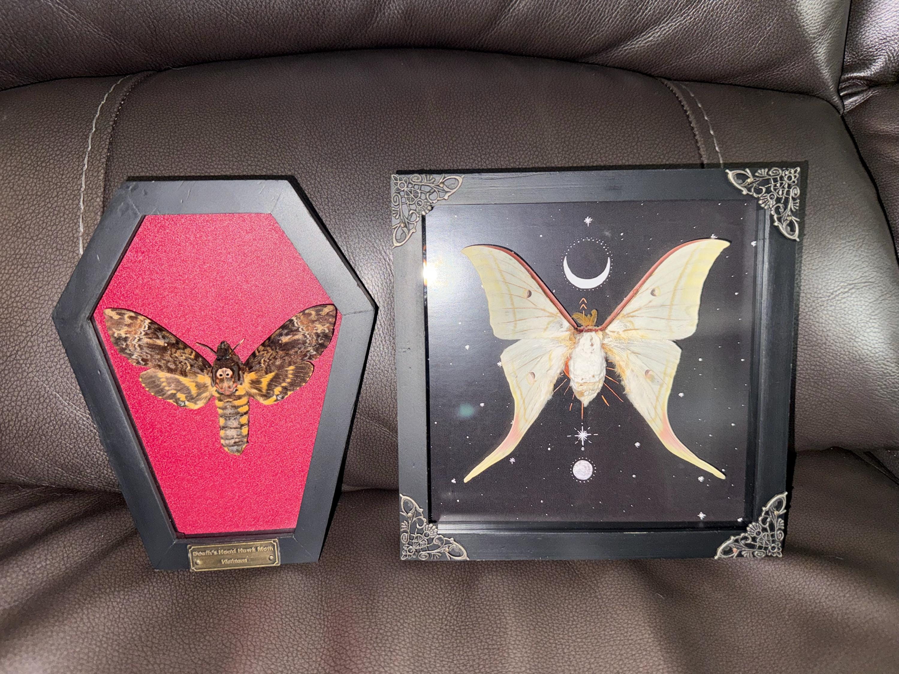 Real Death Head Moth Acherontia Coffin Frame, Black Gothic Hanging Decor, Skull Moth Oddities Curiosities Gallery, Dark Gothic Wall Decor