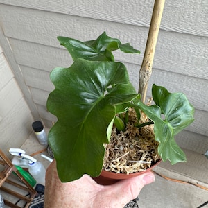 Jennifer added a photo of their purchase