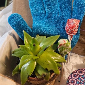 Kelly added a photo of their purchase