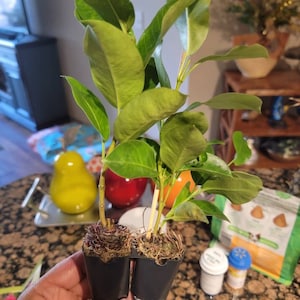Patricia added a photo of their purchase