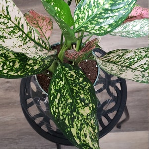 Aglaonema Etta Rose 6 pot | Etsy