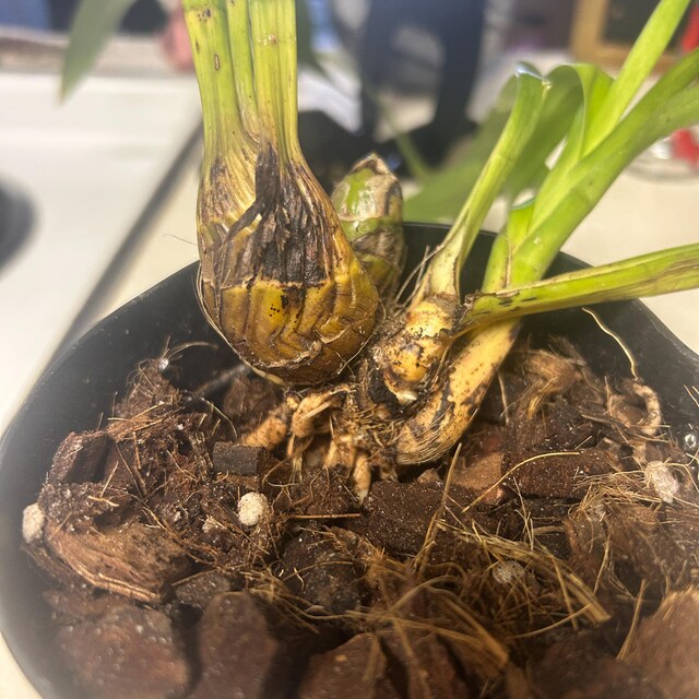 Cymbidium Kiwi Midnight 'geyserland' FCC/AOS - Pendulous. - Etsy