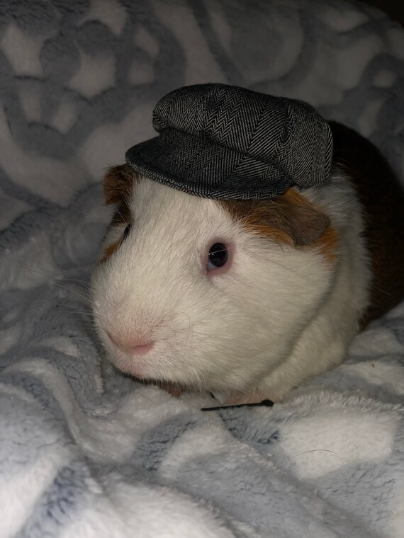Customer photo of a pet with the Newspaper Boy Hat  for small pet Hedgehog Vogue